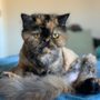 Photo of Muddy Paws - Grooming by Danni