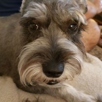Bee Comforting At Home Mobile Euthanasia Services - Beauregard Fidelis aka Beauxfusses aka Beaux - Veterinarians Near Me Bee Comforting At Home Mobile Euthanasia Services - Beauregard Fidelis aka Beauxfusses aka Beaux - Veterinarians Near Me