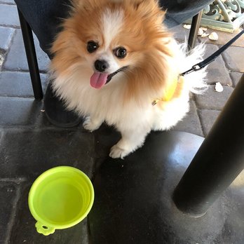 La Pizzeria - Dog-friendly front patio - Pizza Near Me - Campbell, California