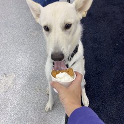 Rocky’s Place - Bailey enjoying her Pup cup.