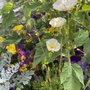 Photo of Wildwood Flora