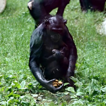 Memphis Zoo - Zoos Near Me - Memphis, Tennessee Memphis Zoo - Zoos Near Me - Memphis, Tennessee