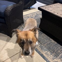 All Paws Grooming Salon - My dog after her haircut!