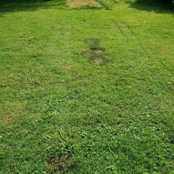 Dump Your Junk - Black spots left in my yard from their truck. - Dumpster Rental Near Me - Jacksboro, Tennessee Dump Your Junk - Black spots left in my yard from their truck. - Dumpster Rental Near Me - Jacksboro, Tennessee