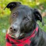 Photo of Pet Passages - Lake Orion, MI