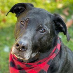 Pet Passages - Lake Orion, MI - Riley. Therapy Dog and best partner ever.
