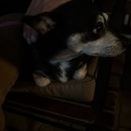 Dog friendly