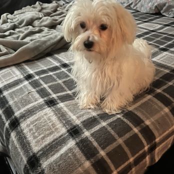PetSmart - My dog didn't even get a haircut   Around his eyes weren't cleaned either - Pet Stores Near Me - Smyrna, Tennessee