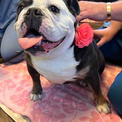 Animal Wellness Center - Miss Penny receiving Cold Laser Therapy after her Prolozone treatment for an anterior cruciate ligament (ACL) rupture.