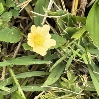 Florida Keys Food Tour - Key hibiscus - so tiny found in lawns - Food Tours Near Me - Islamorada, Florida