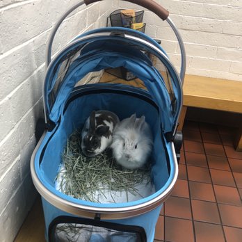 Redwood Veterinary Hospital - Winnie and new bun Tater 1-27-23 - Veterinarians Near Me - Visalia, California Redwood Veterinary Hospital - Winnie and new bun Tater 1-27-23 - Veterinarians Near Me - Visalia, California