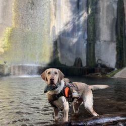 Gabrielino Trail - Playing in the dam