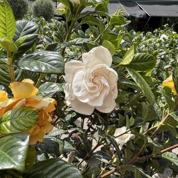Tall Plants - Gardenia tree - Nurseries & Gardening Near Me - Houston, Texas
