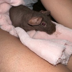 Hairless guinea pig (skinny pig)
