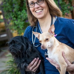 Scripps Ranch Veterinary Hospital - Dr. Kurowski with Mojo and Milo