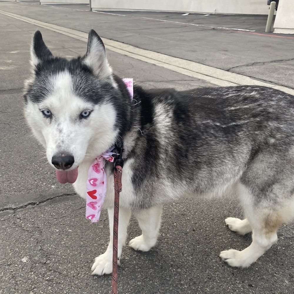 All About Paws Pet Spa - Riley looking clean! - Pet Groomers Near Me - Upland, California