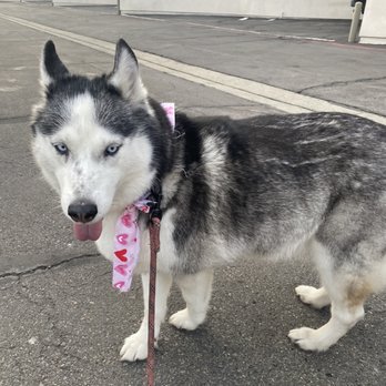 All About Paws Pet Spa - Riley looking clean! - Pet Groomers Near Me - Upland, California