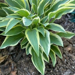 The Hosta Stop - H Angelique hosta