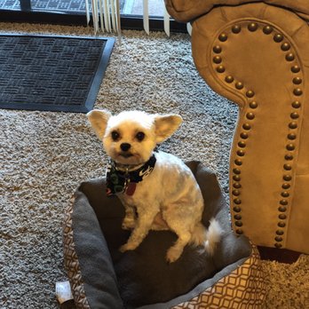 Furbabies Resort and Spa - Pet Groomers Near Me - Scottsdale, Arizona
