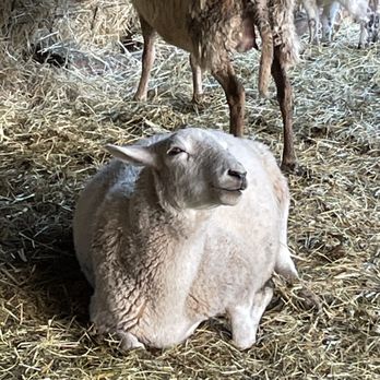 Leaping Lamb Farm - Vacation Rentals Near Me - Alsea, Oregon