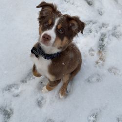 Country Roads Kennels