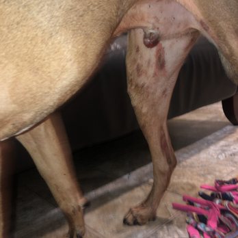 Crossroads Veterinary Clinic - The bruising inside of his leg that developed under those "hot spots" I thought were just getting really bad, 7/6/18 - Veterinarians Near Me - Naples, Florida