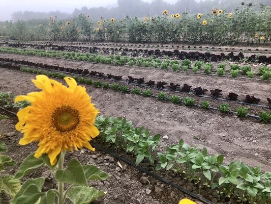 Los Olivos Wine Merchant & Cafe by null