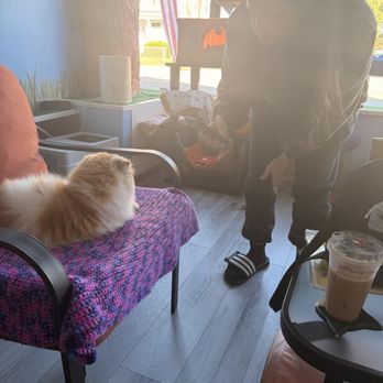 Bajah's Cat Cafe - Cafes Near Me - Tiverton, Rhode Island
