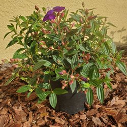 Kerby's Nursery - Princess Flower Shrub for the garden