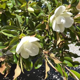 Look at those blooms!!