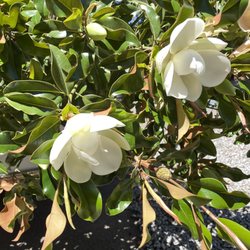 Gold Leaf Nursery & Landscaping - Look at those blooms!!