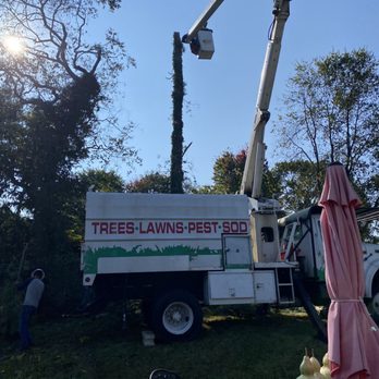 SG Tree service - One tree after removing all the branches. - Tree Services Near Me SG Tree service - One tree after removing all the branches. - Tree Services Near Me