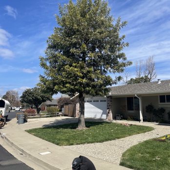 Simply Trees - Before - Tree Services Near Me - Manteca, California