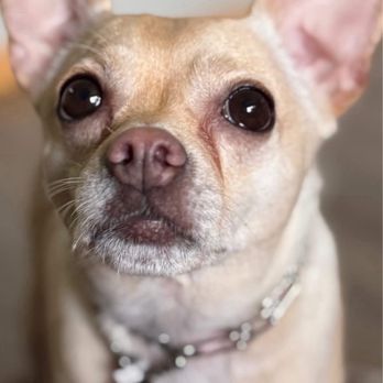 Camp Legacy Dogs - Pet Training Near Me Camp Legacy Dogs - Pet Training Near Me