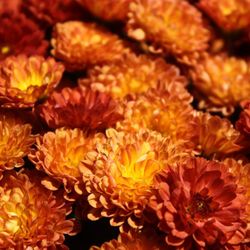 Plainwell Flowers Offers Seasonal Blooming Plants