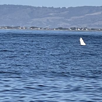 Discovery Whale Watch - Young whale showing off. - Whale Watching Tours Near Me - Monterey, California Discovery Whale Watch - Young whale showing off. - Whale Watching Tours Near Me - Monterey, California