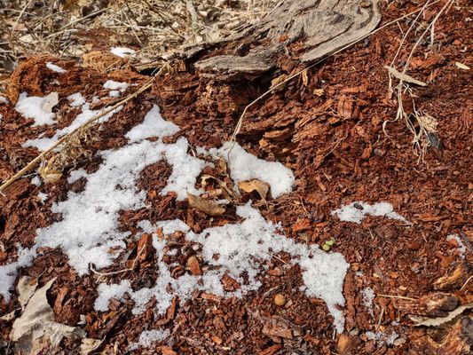 Matthaei Botanical Gardens by null