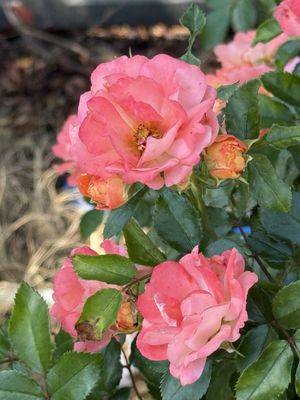 A Secret Garden Winery by null