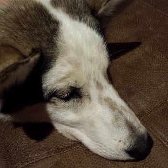 Sirius Sled Dogs - Snickers.. Wondering what all the commotion is about. She's ready for bed. - Sledding Near Me - Fairbanks, Alaska