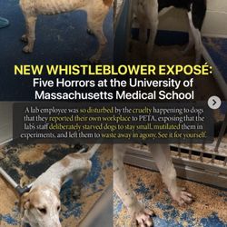 UMass Memorial Medical Center - University Campus - They starve dogs in their land