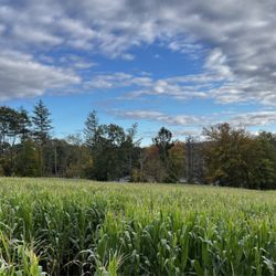 Castle Hill Farm - Corn field view from lookout