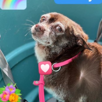 Paw In Hand - "We will see you again, our galloping  pup." - Veterinarians Near Me