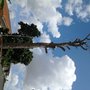 Photo of All Dade Tree Services