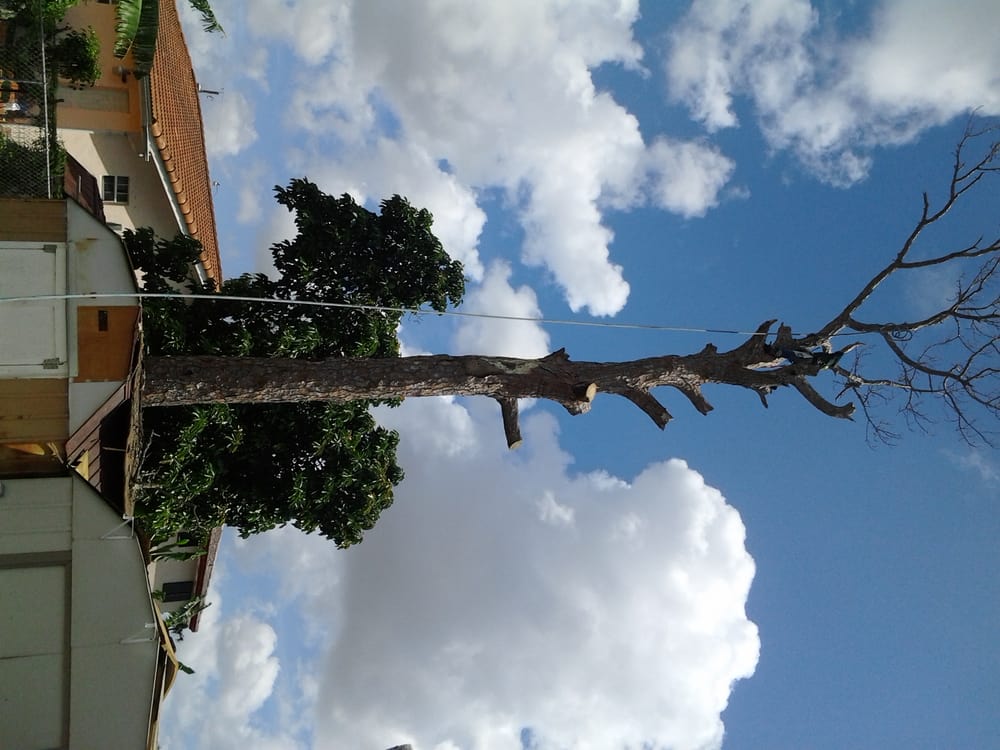 All Dade Tree Services - tree service in Miami, FL