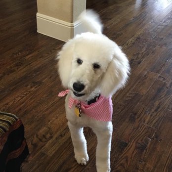 Jazzy Pet Bed & Breakfast - Pet Sitting Near Me - Wylie, Texas Jazzy Pet Bed & Breakfast - Pet Sitting Near Me - Wylie, Texas