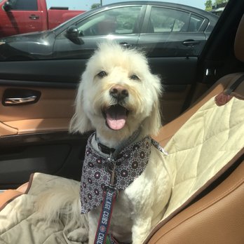 Bravado Dog Grooming - Pet Groomers Near Me - Austin, Texas