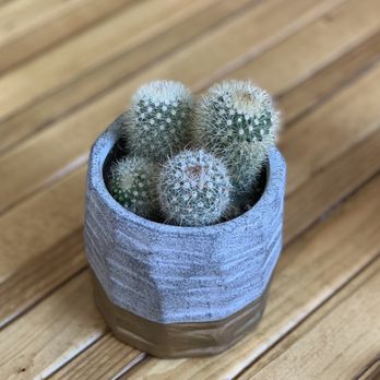Daps Breakfast & Imbibe - Cute succulents and great atmosphere - Breakfast & Brunch Near Me - Charleston, South Carolina Daps Breakfast & Imbibe - Cute succulents and great atmosphere - Breakfast & Brunch Near Me - Charleston, South Carolina