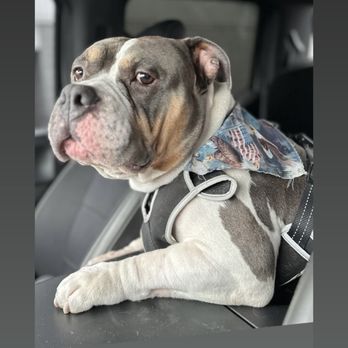Grooming by Debbie - Happy bully after his grooming - Pet Groomers Near Me - Valley Stream, New York Grooming by Debbie - Happy bully after his grooming - Pet Groomers Near Me - Valley Stream, New York