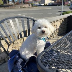 Dog friendly patio!