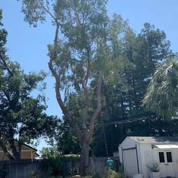 EG Tree Service - Progress pic (Wednesday) - Tree Services Near Me EG Tree Service - Progress pic (Wednesday) - Tree Services Near Me